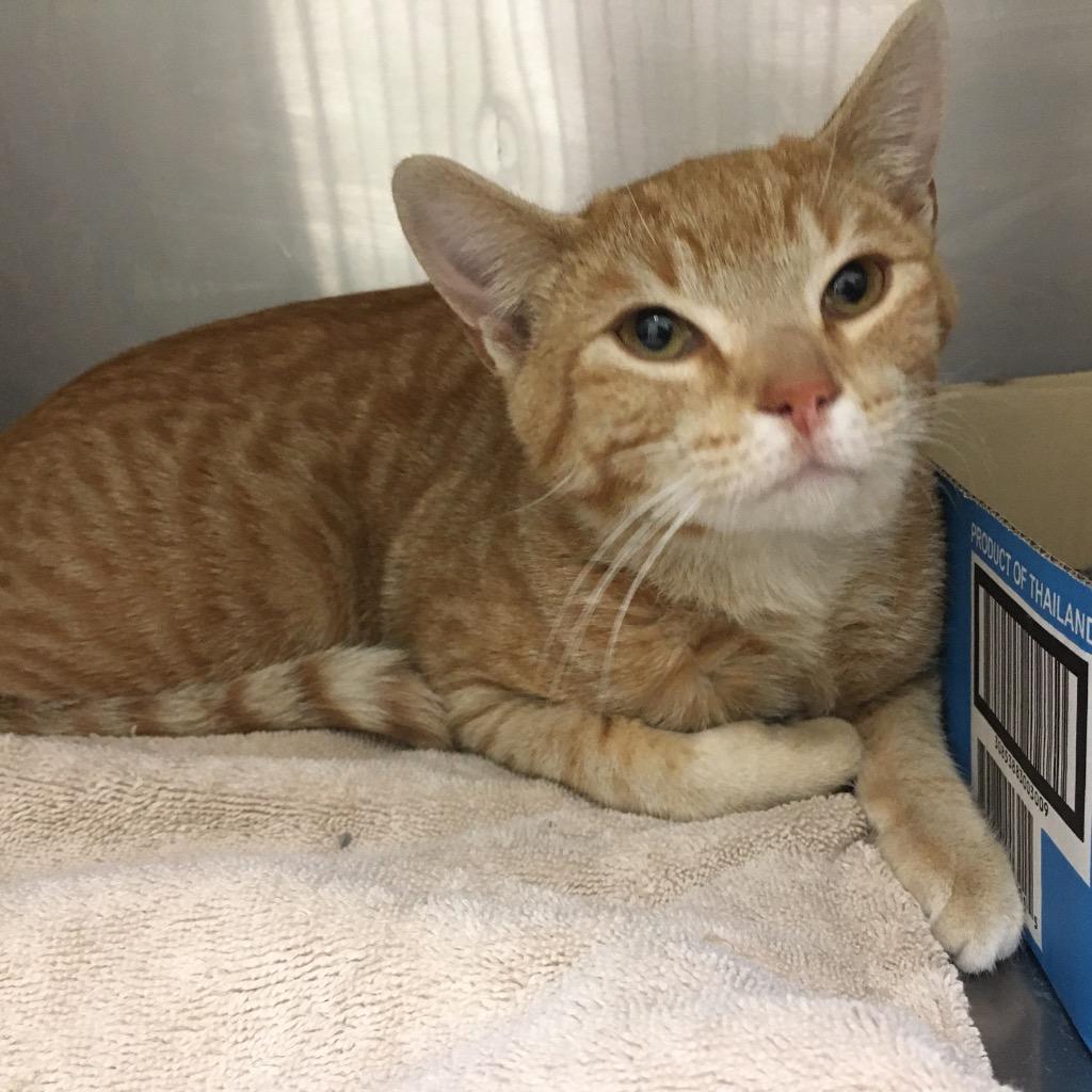 Pepe, Adoptable, Young Male Domestic Short Hair.