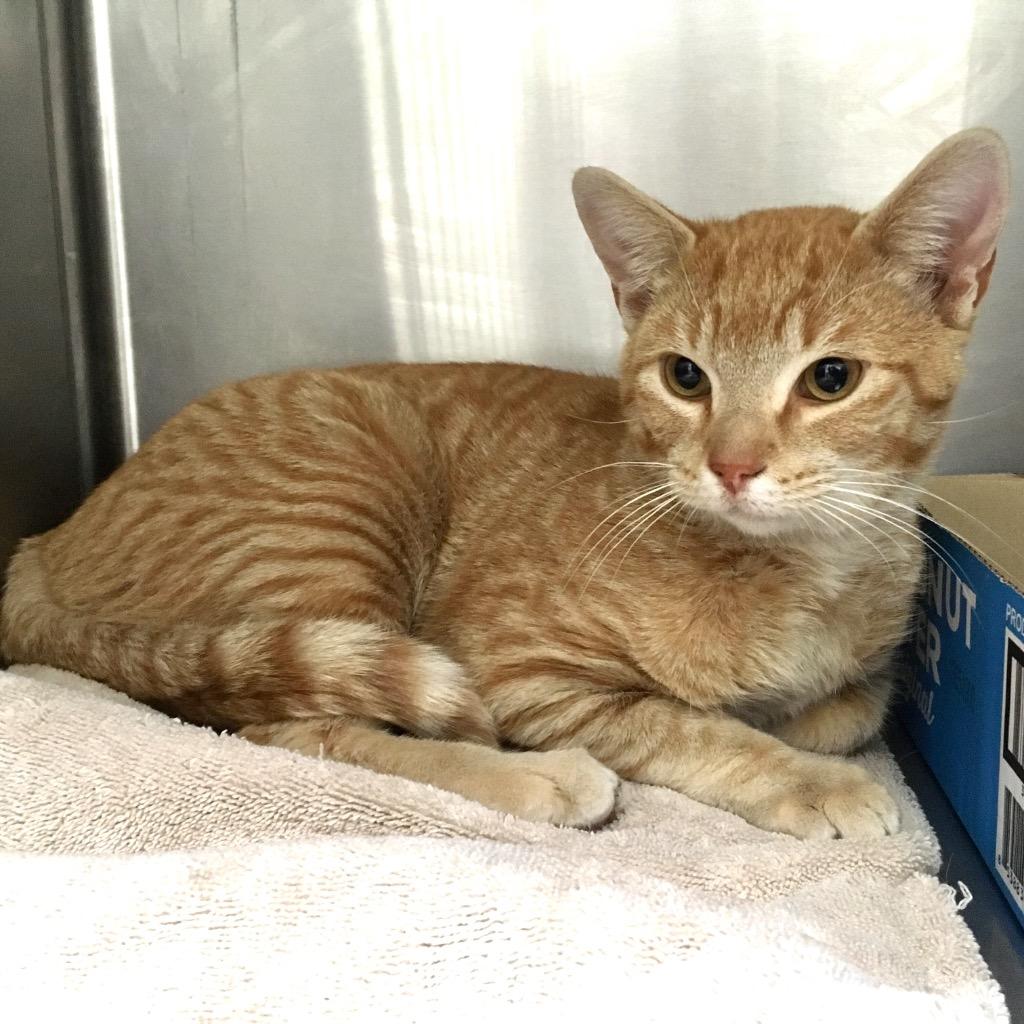 Enlarge Pepe, a Adoptable mixed breed in Heber City, UT image 2/2