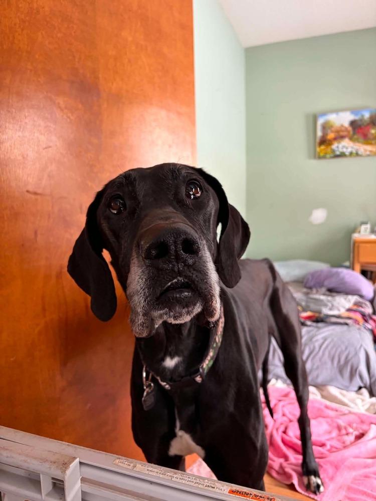 Enlarge Mavis aka Gracie, a Adoptable mixed breed in Amherst, NY image 2/6
