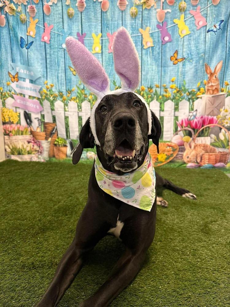 Enlarge Mavis aka Gracie, a Adoptable mixed breed in Amherst, NY image 3/6