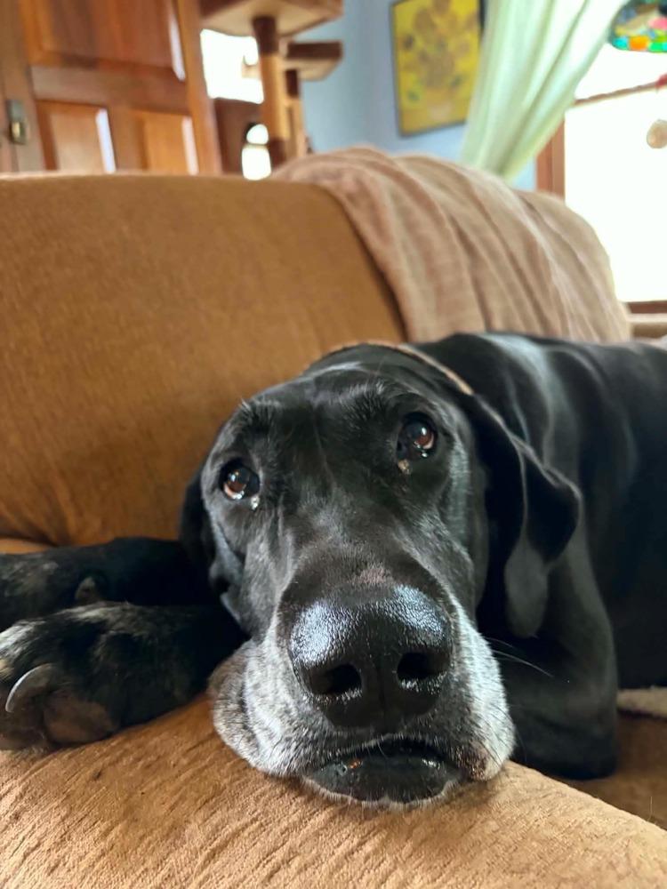 Enlarge Mavis aka Gracie, a Adoptable mixed breed in Amherst, NY image 4/6