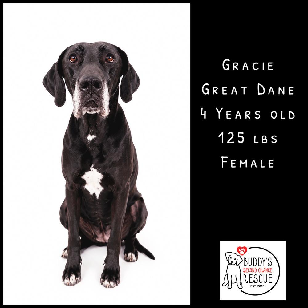 Enlarge Mavis aka Gracie, a Adoptable mixed breed in Amherst, NY image 5/6