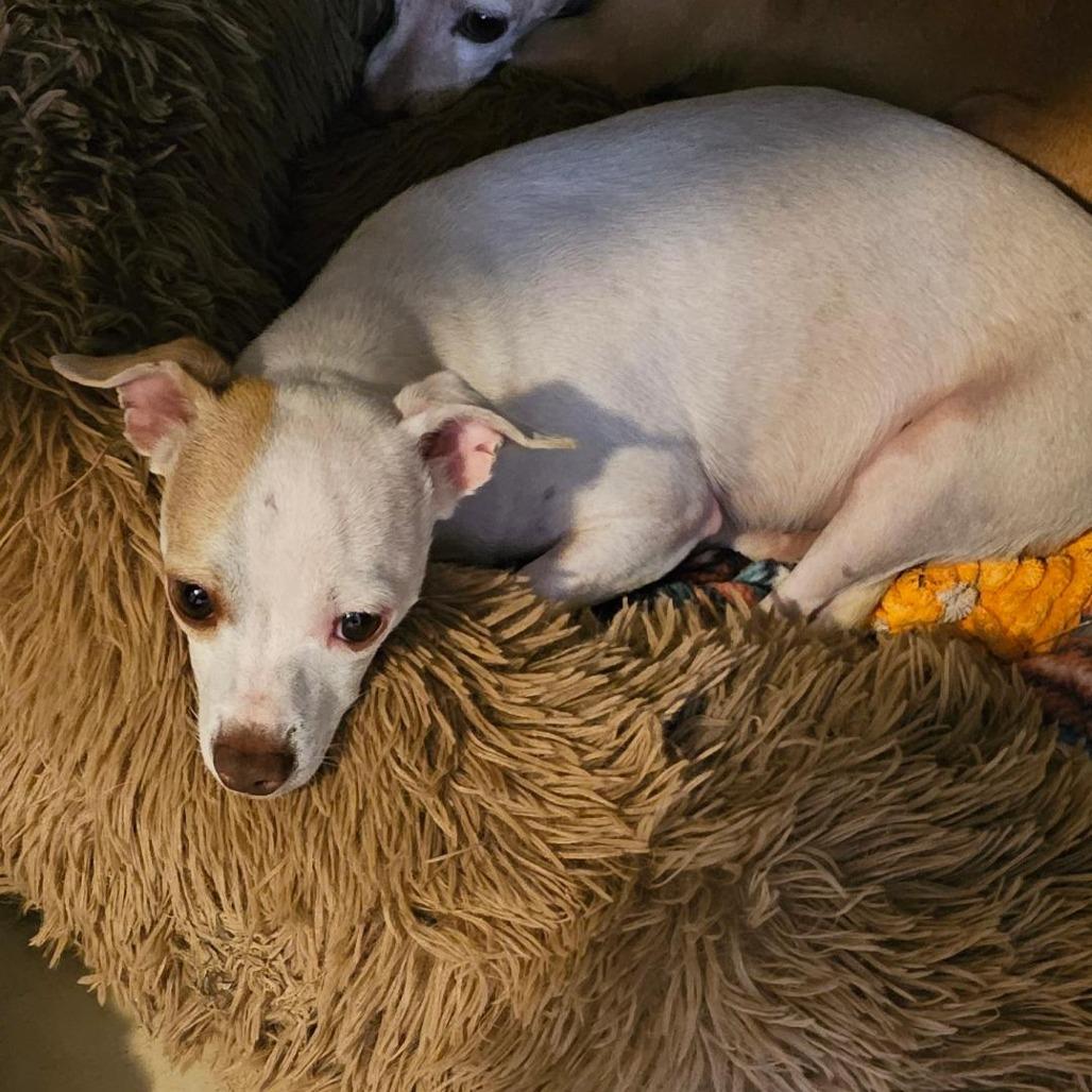 Enlarge Grant, a Adoptable mixed breed in Midland, TX image 1/2