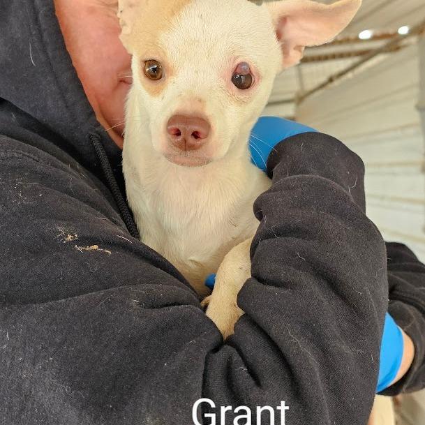 Enlarge Grant, a Adoptable mixed breed in Midland, TX image 2/2