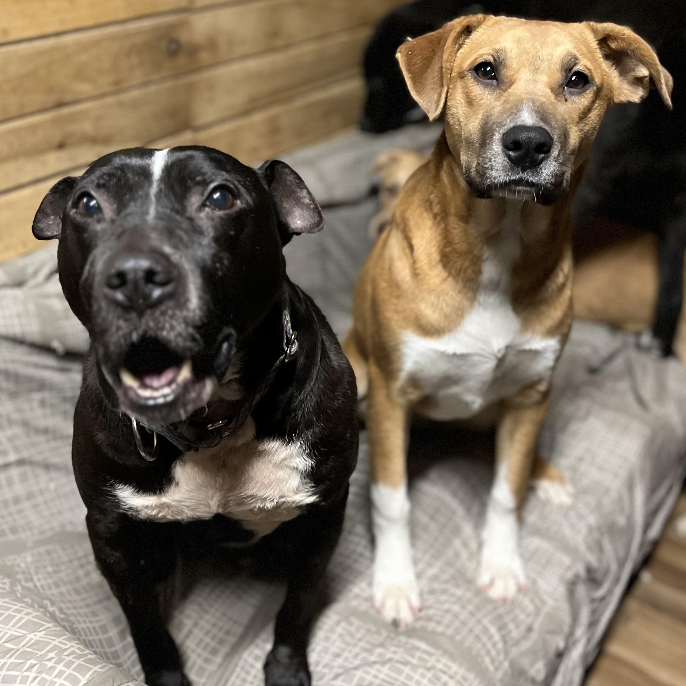 Enlarge Machomans (FEE SPONSORED), a Adoptable mixed breed in Portland, ME image 4/6