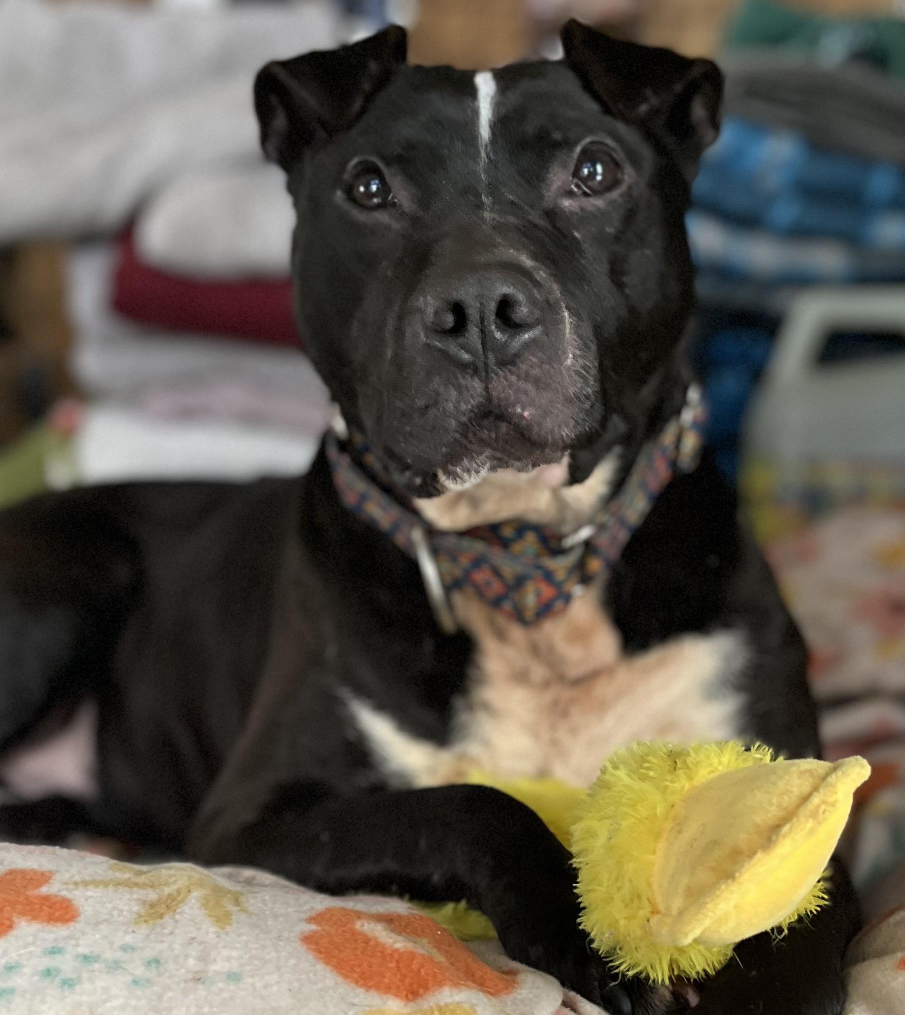 Machomans (FEE SPONSORED), Adoptable, Adult Male American Staffordshire Terrier.