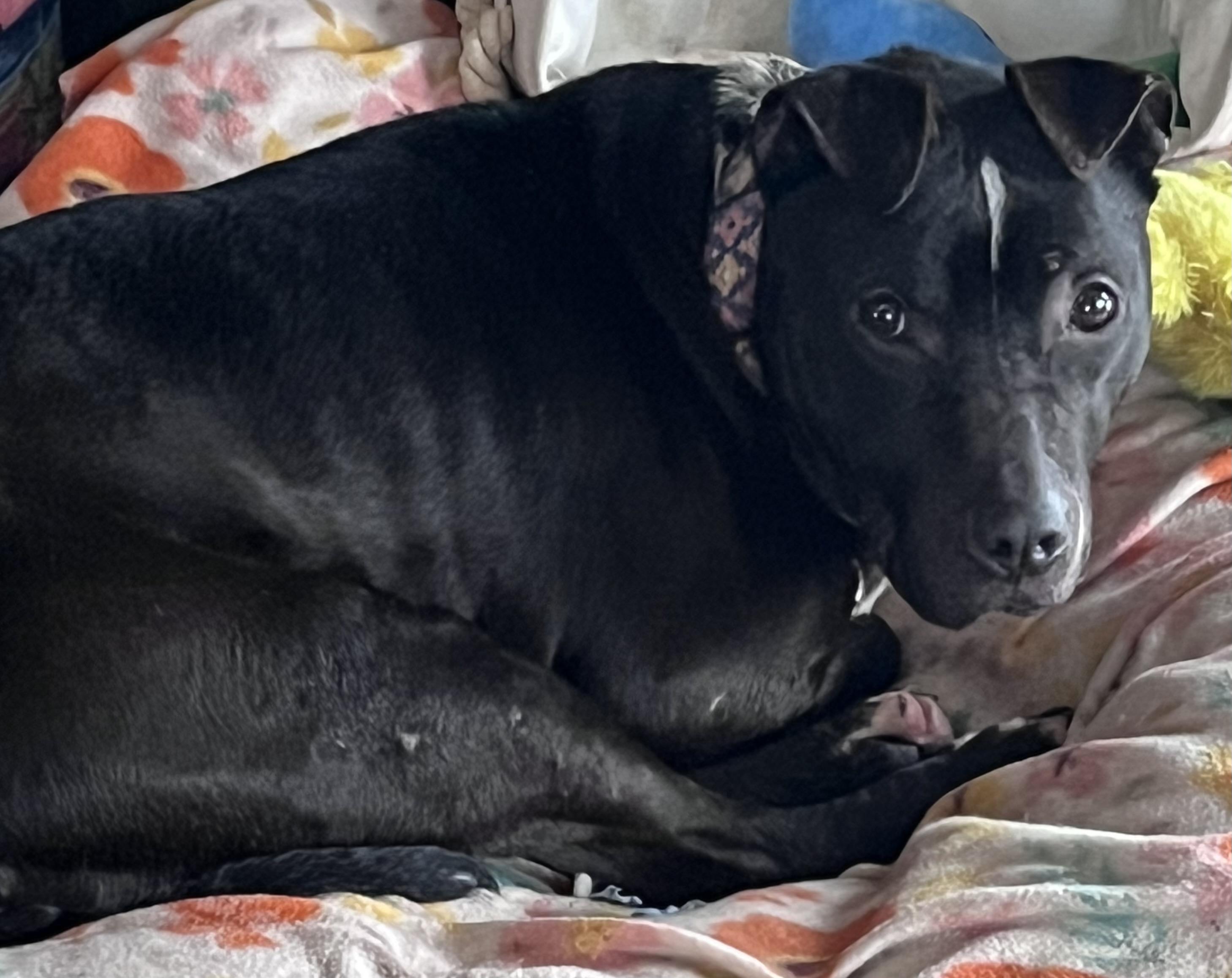 Enlarge Machomans (FEE SPONSORED), a Adoptable mixed breed in Portland, ME image 3/6