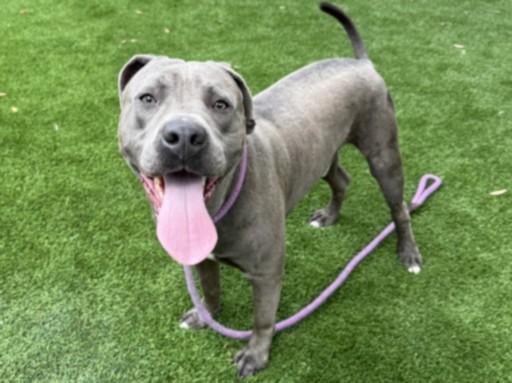 Enlarge D'ANGELO, a Adoptable Pit Bull Terrier in Los Angeles, CA image 1/1