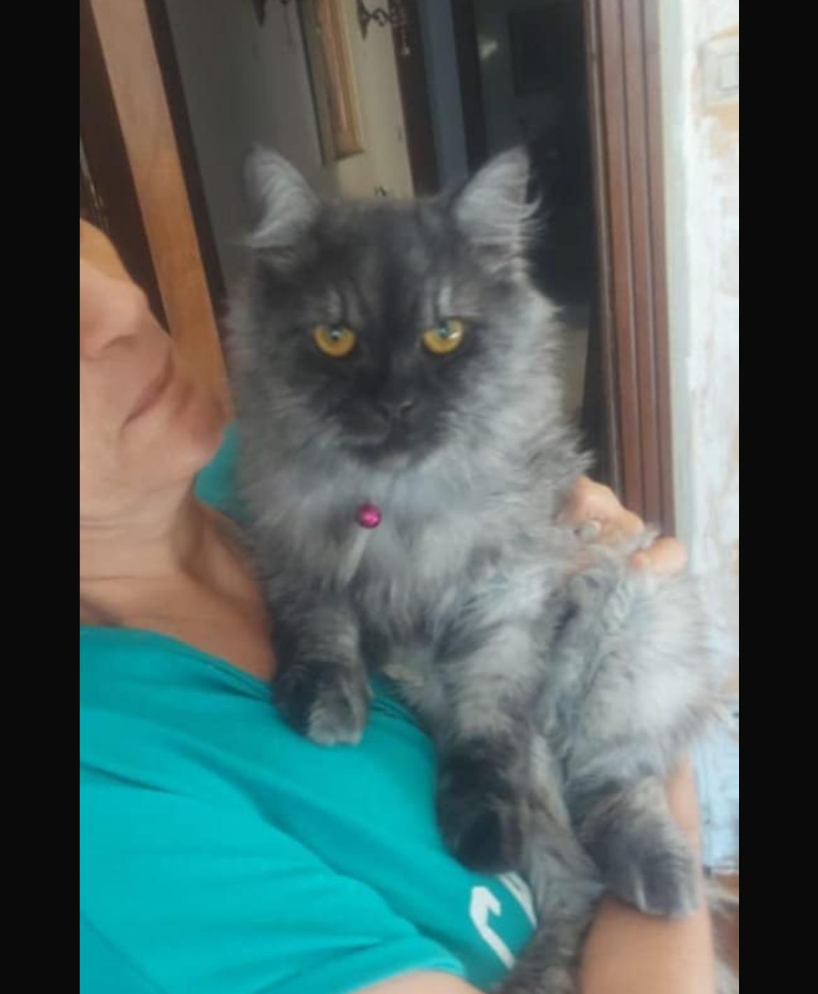 Shadow, an adoptable Maine Coon, Persian in Brampton, ON, L6P 2E9 | Photo Image 3
