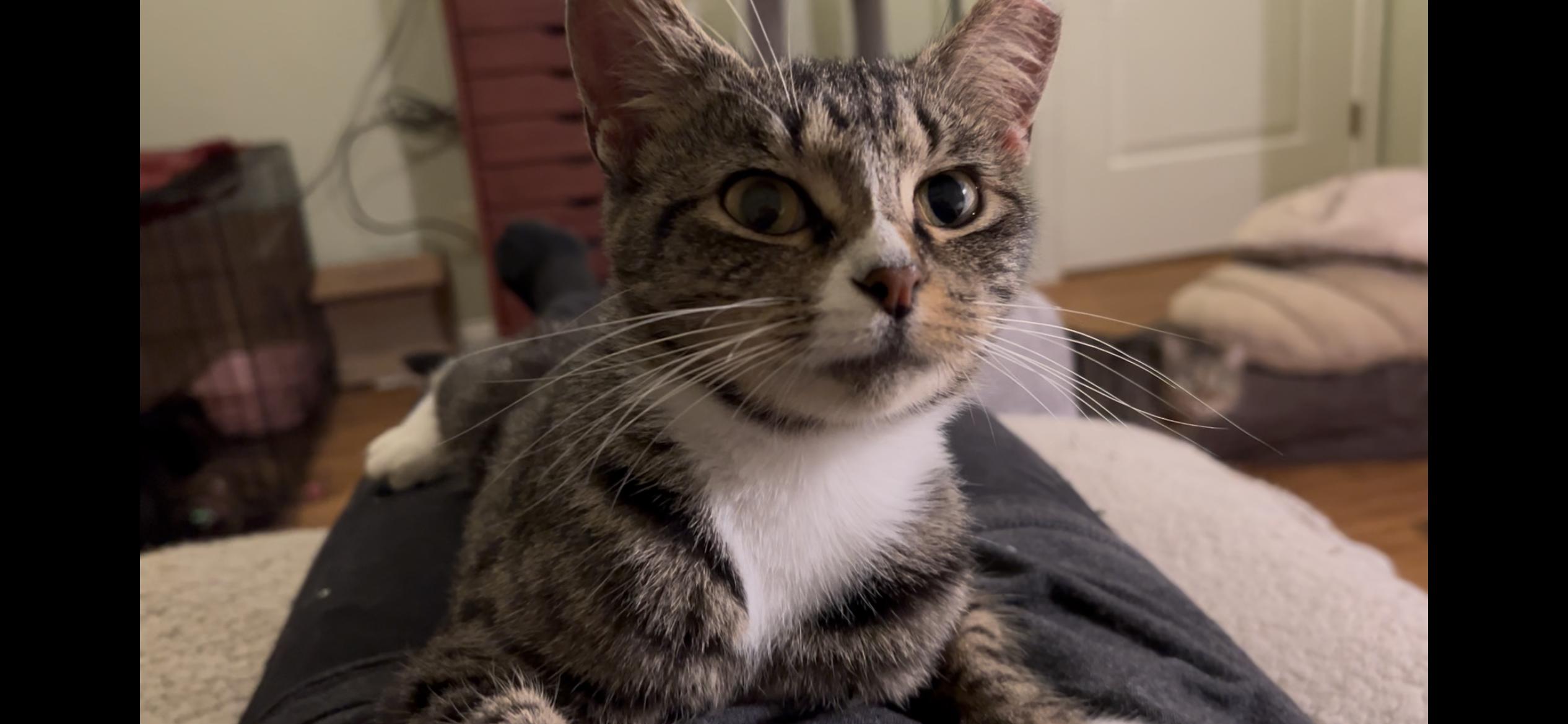 Tilly, adopted, Young Female Domestic Short Hair.