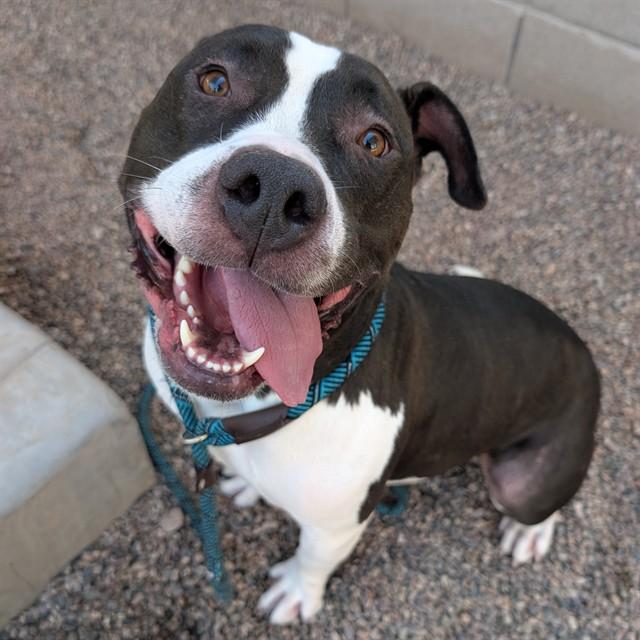 EDDIE, Adoptable, Adult Male Pit Bull Terrier & Mixed Breed.