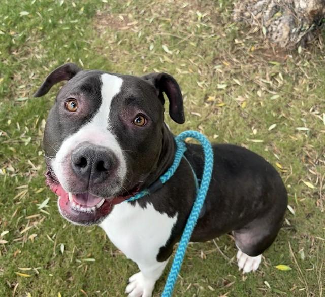 Enlarge EDDIE, a Adoptable mixed breed in Mesa, AZ image 1/1