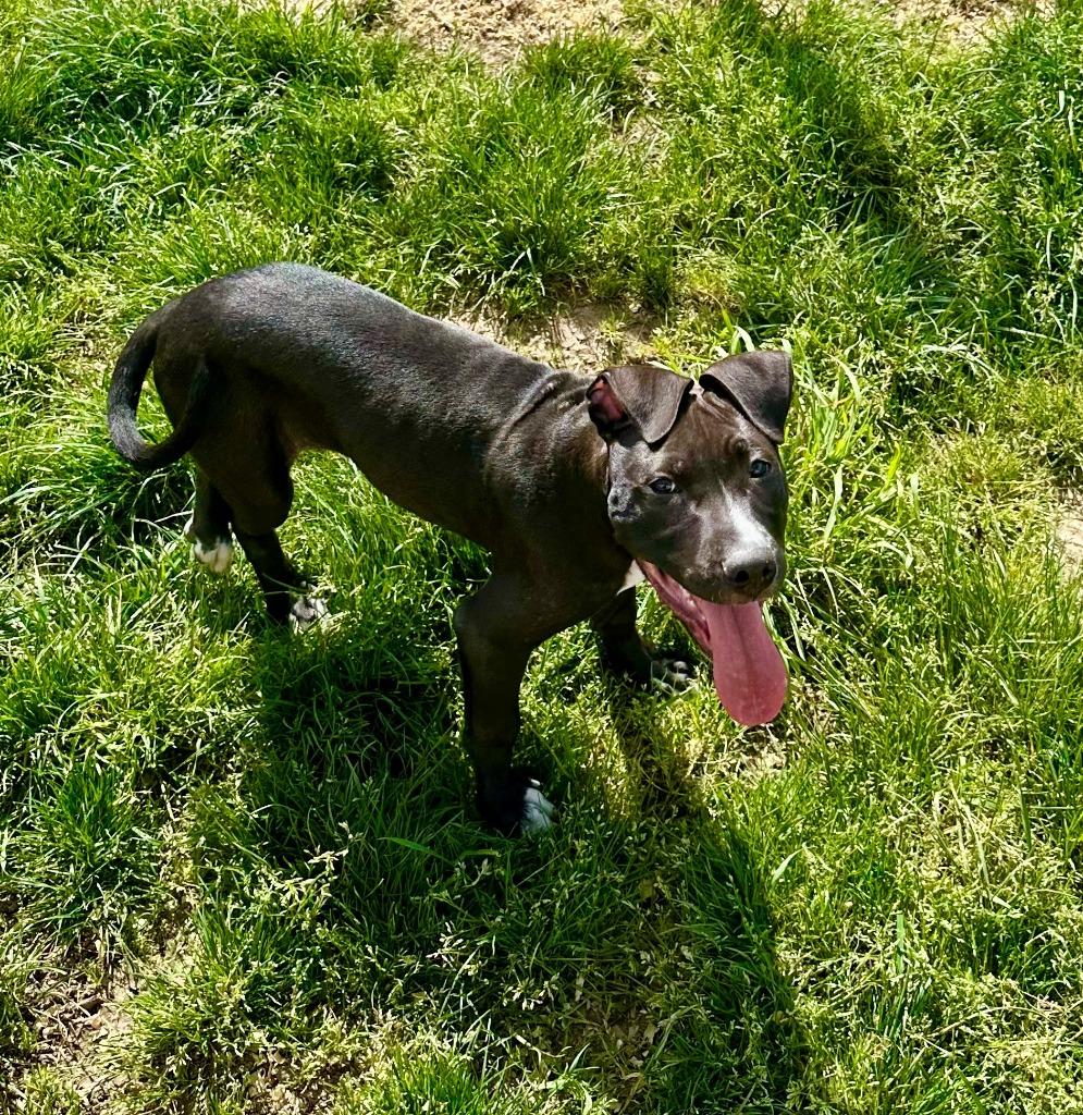 Charlie, Adoptable, Young Male Staffordshire Bull Terrier & Mixed Breed.