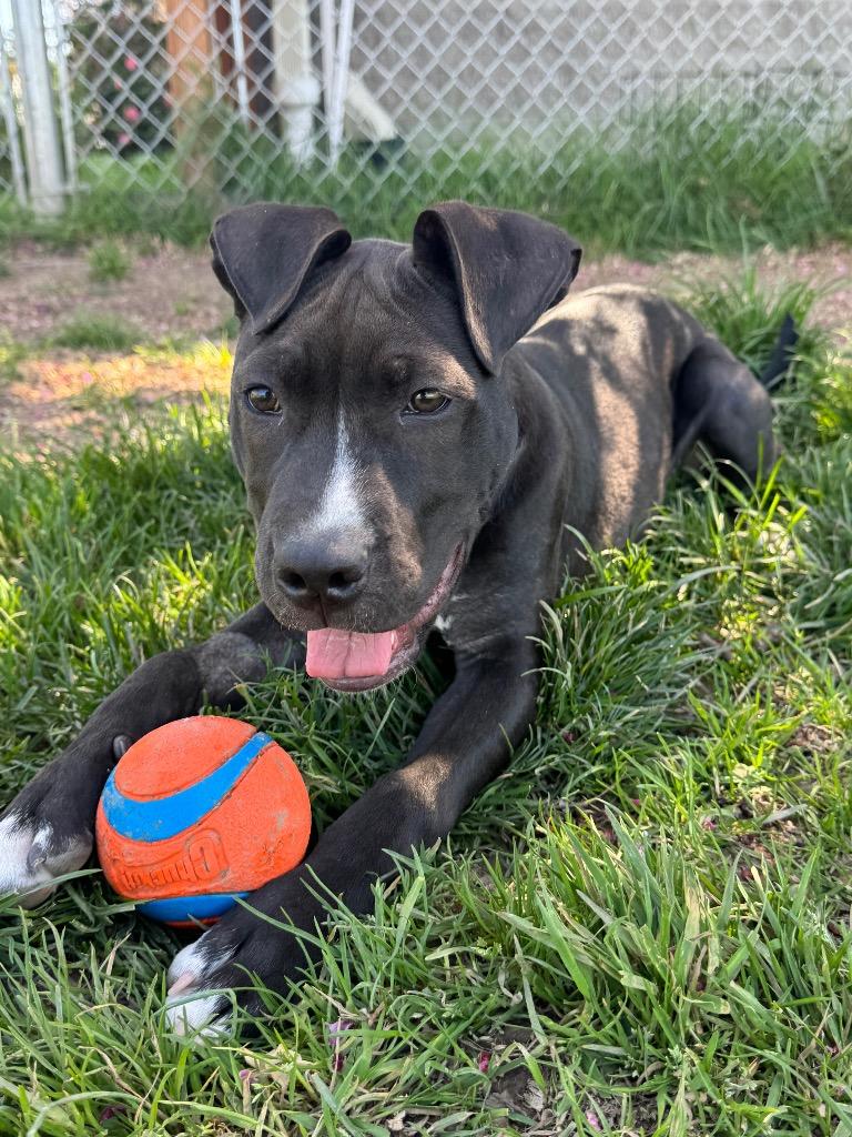 Charlie, Adoptable, Young Male Staffordshire Bull Terrier & Mixed Breed.