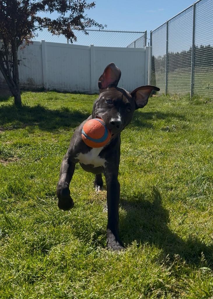 Charlie, a Adoptable mixed breed in Newberg, OR image 2/6
