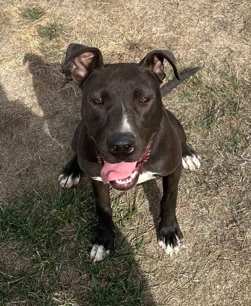Charlie, a Adoptable mixed breed in Newberg, OR image 4/6