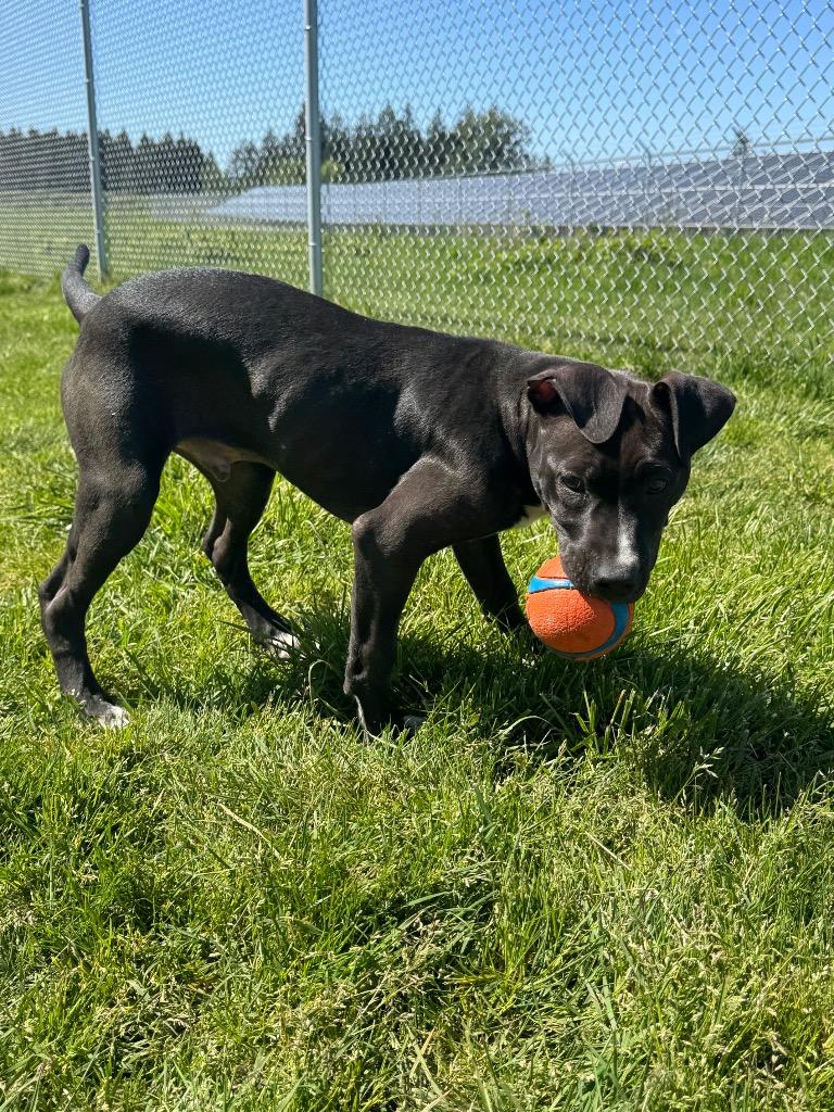 Charlie, a Adoptable mixed breed in Newberg, OR image 5/6