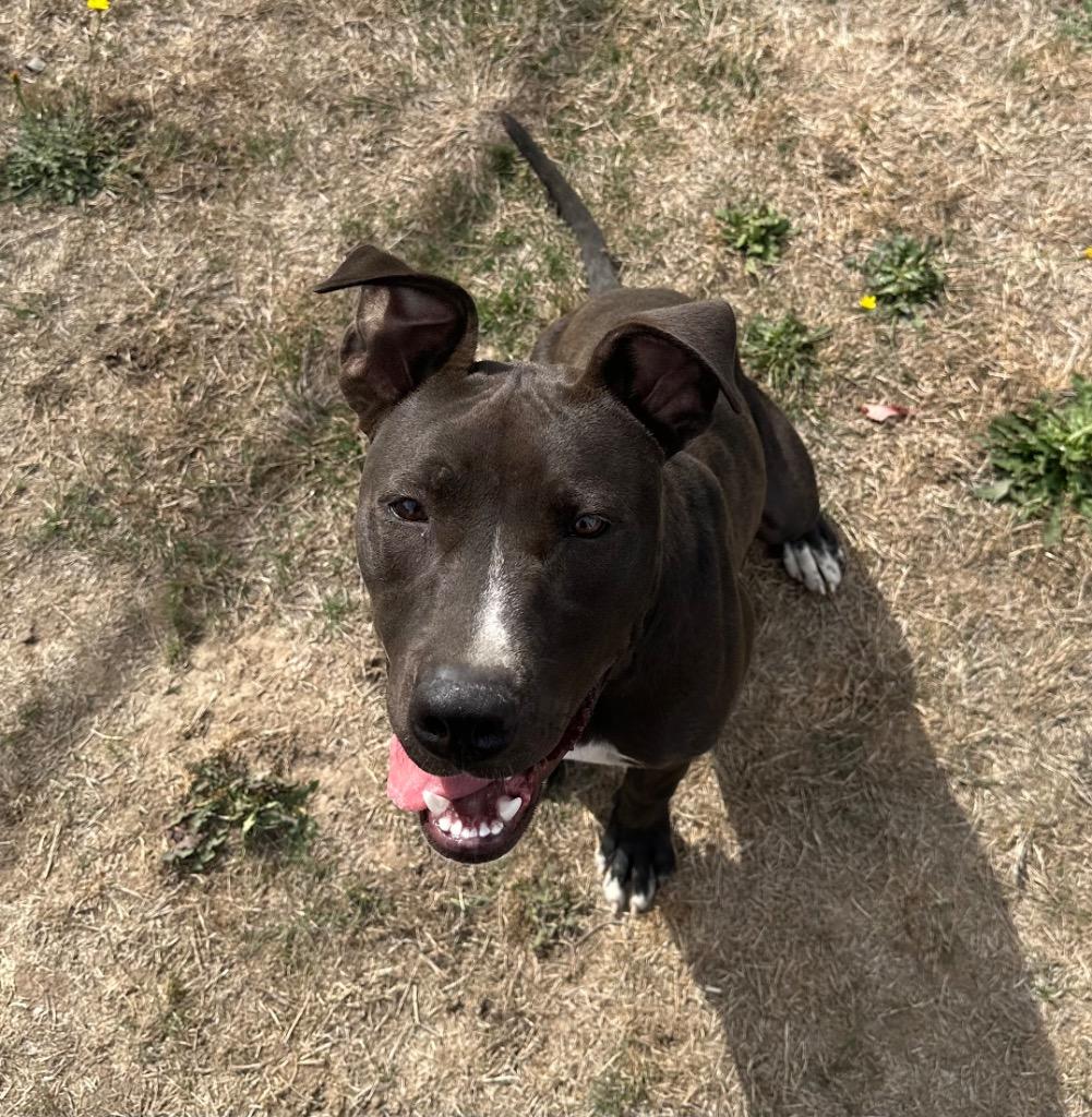 Charlie, a Adoptable mixed breed in Newberg, OR image 6/6