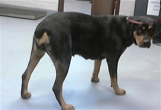 Enlarge GRACIE, a Adoptable Rottweiler in Fayetteville, NC image 1/1