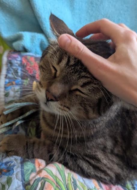 Gambit, an adoptable Domestic Short Hair in Ottawa, ON, K2H 7A3 | Photo Image 2