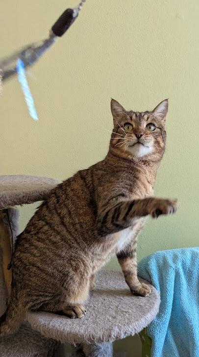 Gambit, an adoptable Domestic Short Hair in Ottawa, ON, K2H 7A3 | Photo Image 1