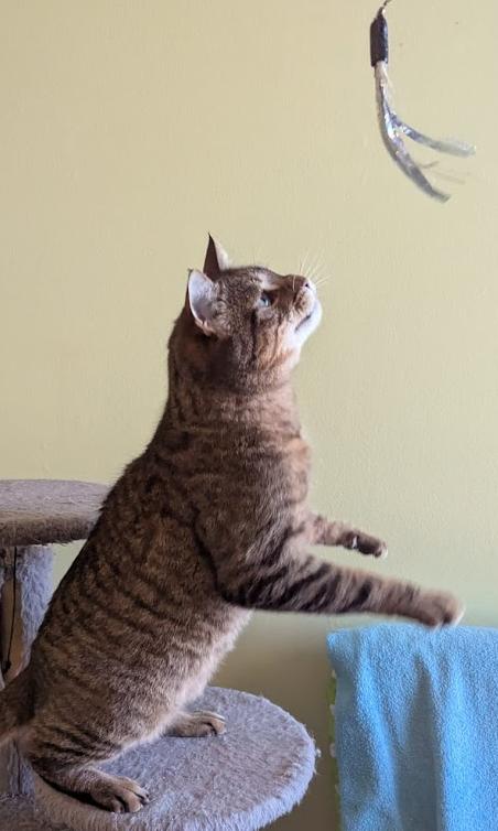 Gambit, an adoptable Domestic Short Hair in Ottawa, ON, K2H 7A3 | Photo Image 6