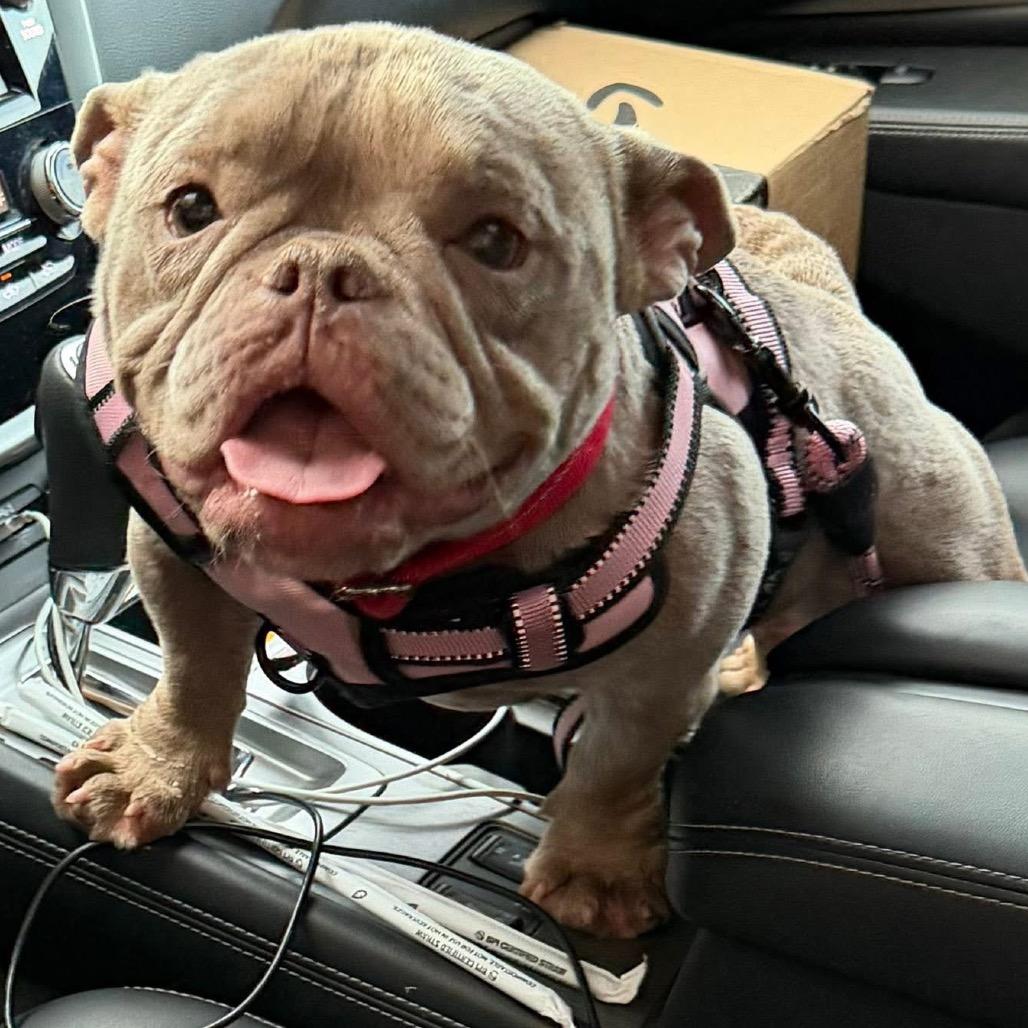 Enlarge Willow, a Adoption Pending mixed breed in Columbus, OH image 5/5