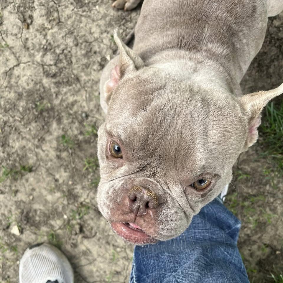 Enlarge Willow, a Adoption Pending mixed breed in Columbus, OH image 2/5