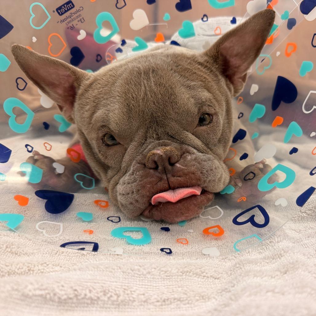 Enlarge Willow, a Adoption Pending mixed breed in Columbus, OH image 3/5