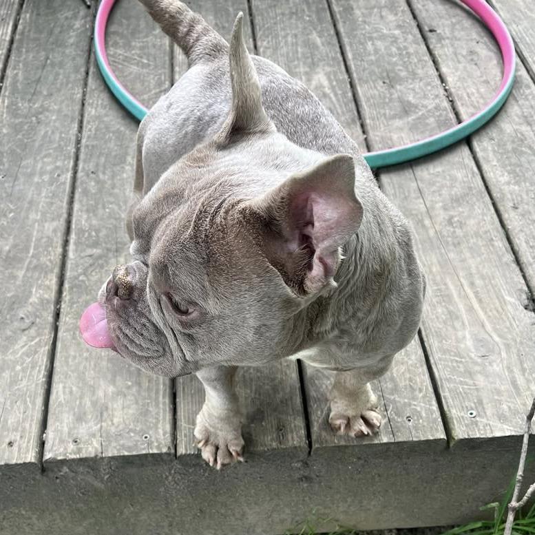 Enlarge Willow, a Adoption Pending mixed breed in Columbus, OH image 4/5