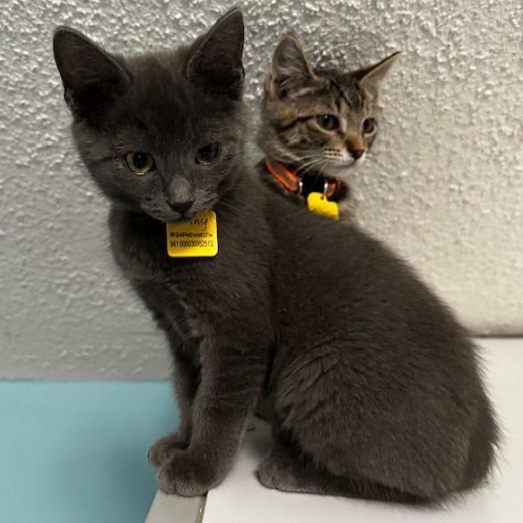 Kenny - Cute & Playful, an adopted mixed breed in Hoquiam, WA image 4/4