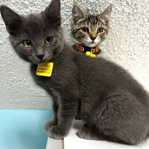 Kenny - Cute & Playful, an adopted mixed breed in Hoquiam, WA image 3/4