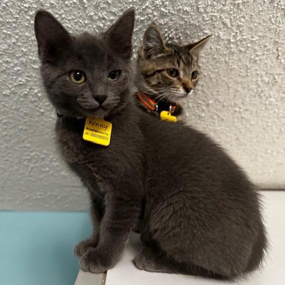 Kenny - Cute & Playful, an adopted mixed breed in Hoquiam, WA image 2/4