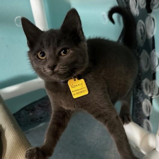 Kenny - Cute & Playful, adopted, Kitten Male Tabby & Russian Blue.
