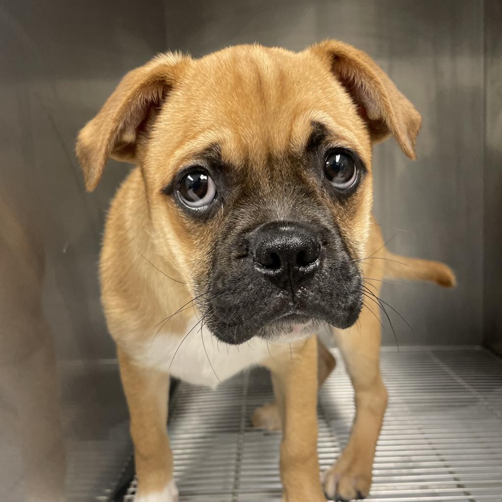 Lovie, Adoptable, Adult Female Pug.