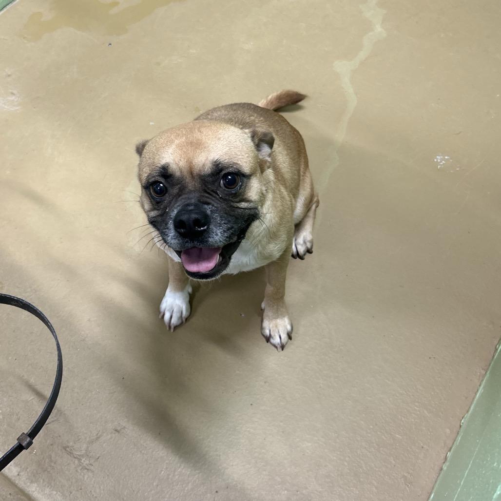 Enlarge Lovie, a Adoptable mixed breed in Portland, TX image 2/2