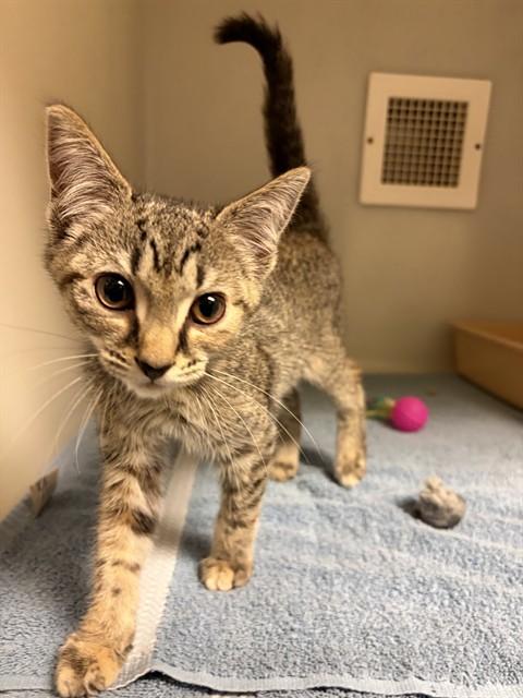 MUFFIN, Adoptable, Kitten Female Domestic Short Hair.