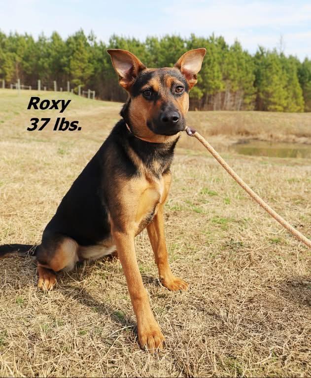 Enlarge Roxy, a Adoptable mixed breed in Oxford, NC image 1/2