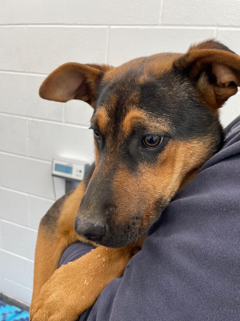 Roxy, Adoptable, Young Female Mixed Breed.