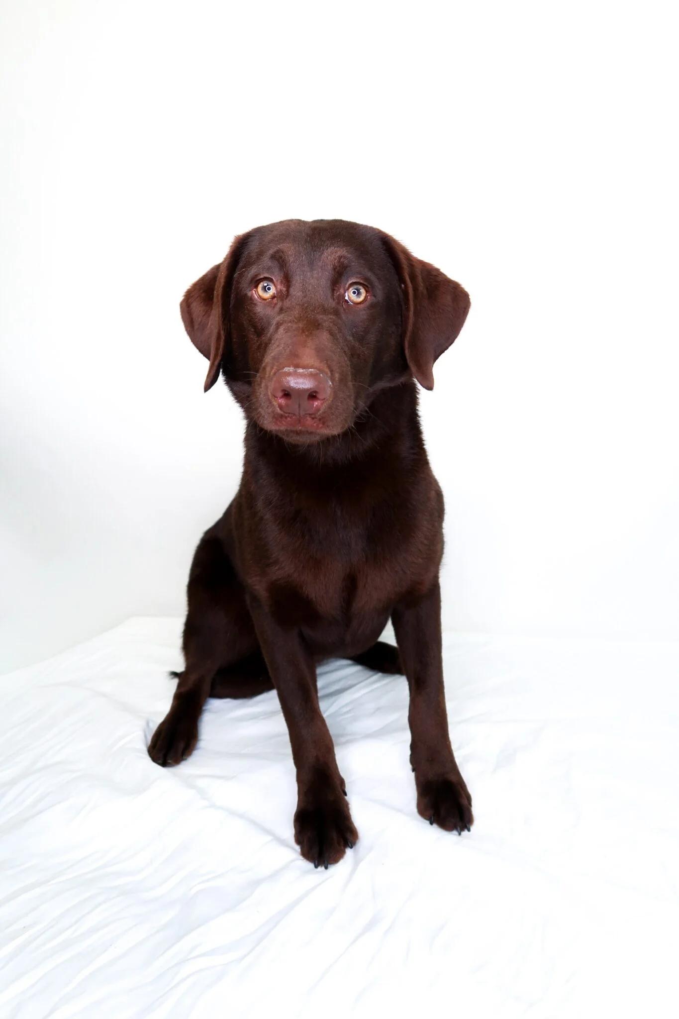 Enlarge Aailyah, an adoptable mixed breed in Bixby, OK image 2/5