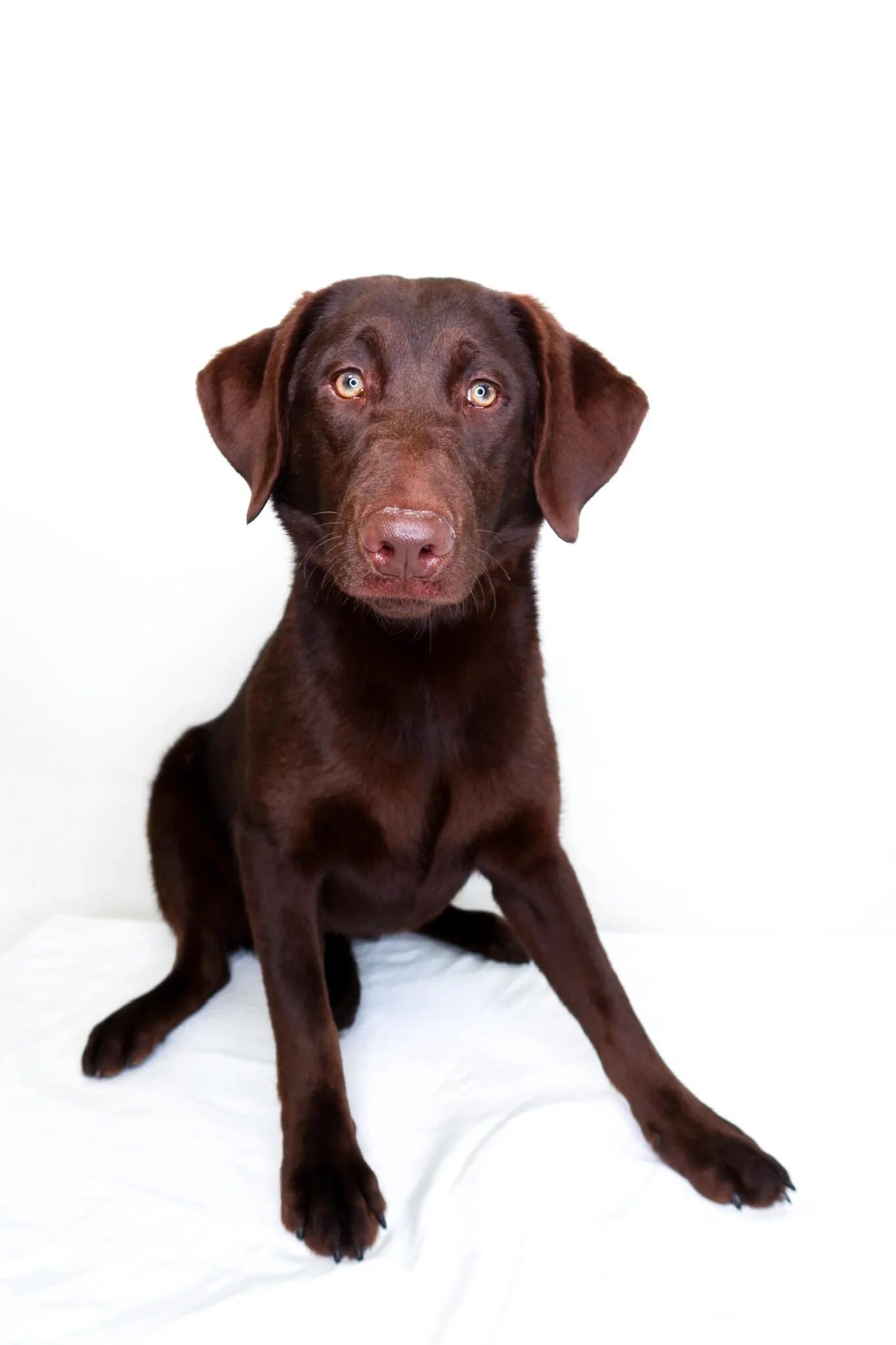 Aailyah, adoptable, Young Female Chocolate Labrador Retriever.