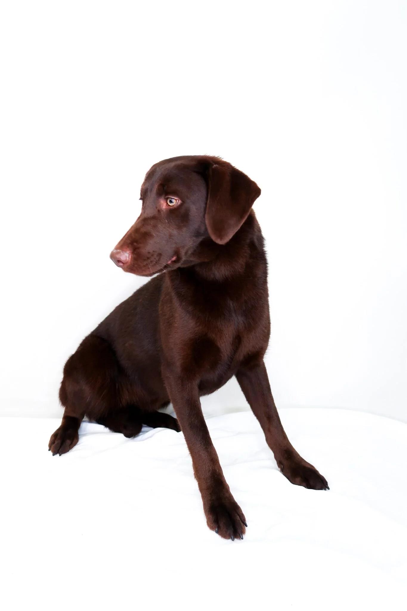 Enlarge Aailyah, an adoptable mixed breed in Bixby, OK image 5/5