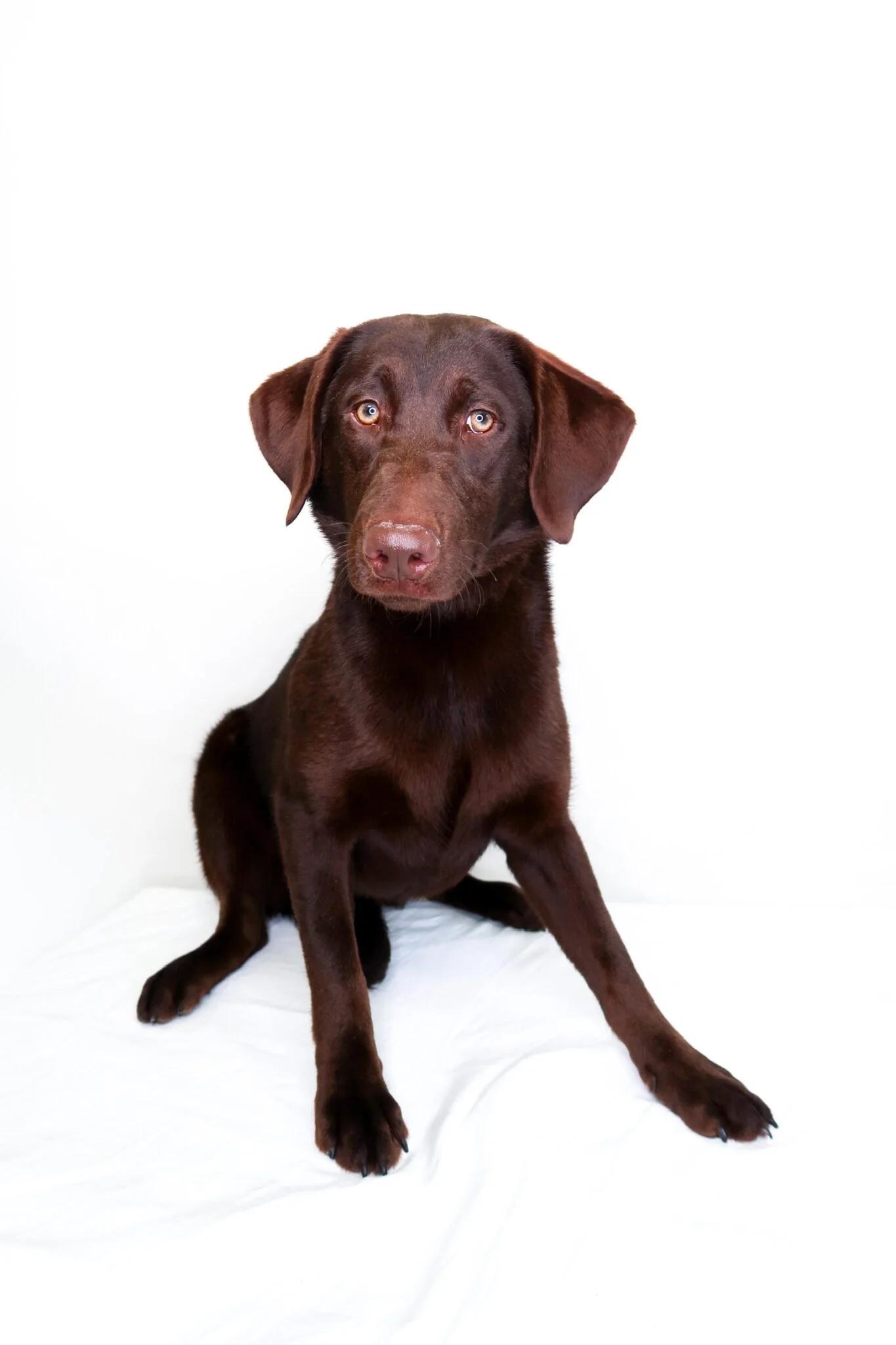 Enlarge Aailyah, an adoptable mixed breed in Bixby, OK image 4/5