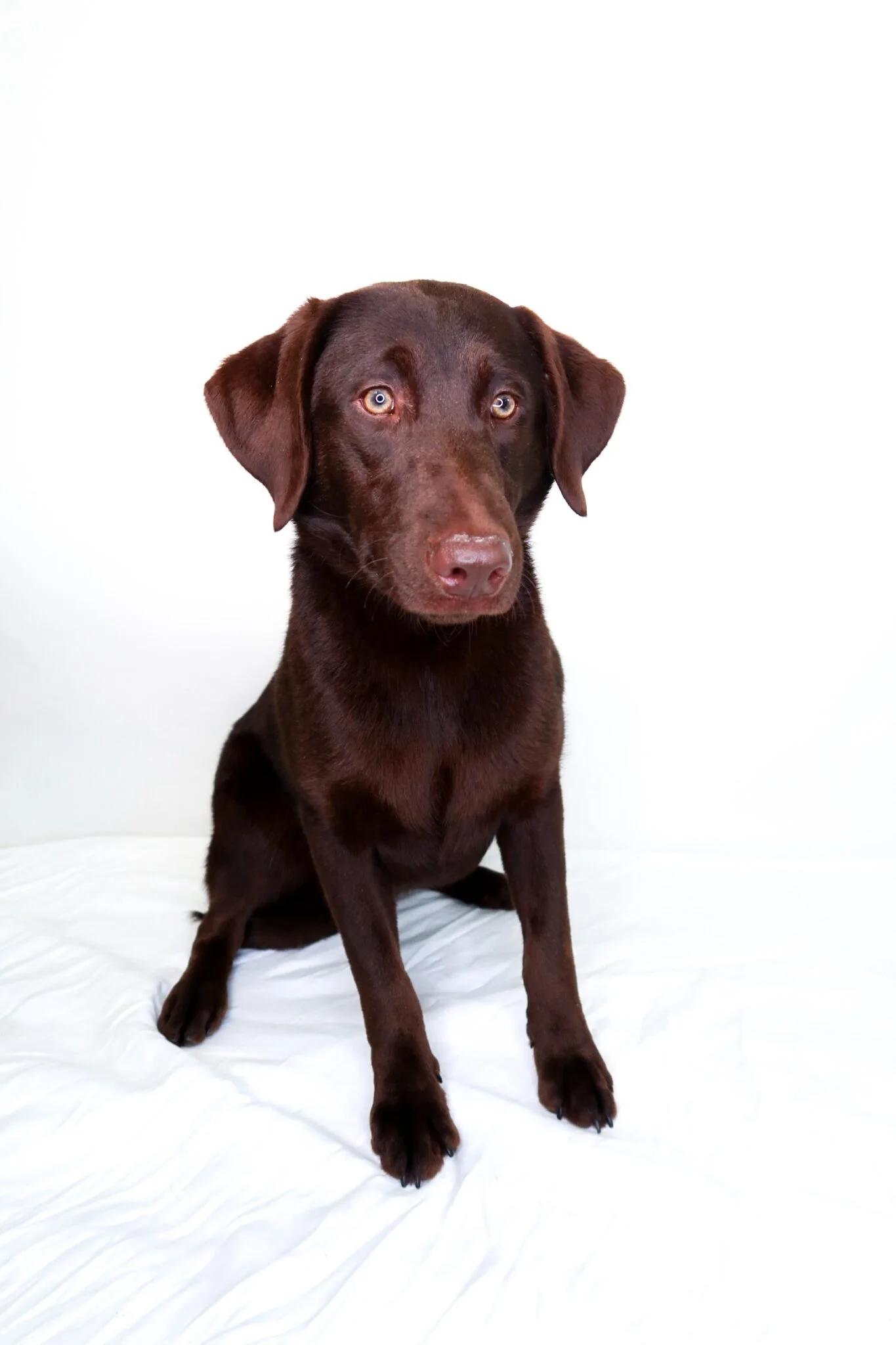 Enlarge Aailyah, an adoptable mixed breed in Bixby, OK image 3/5