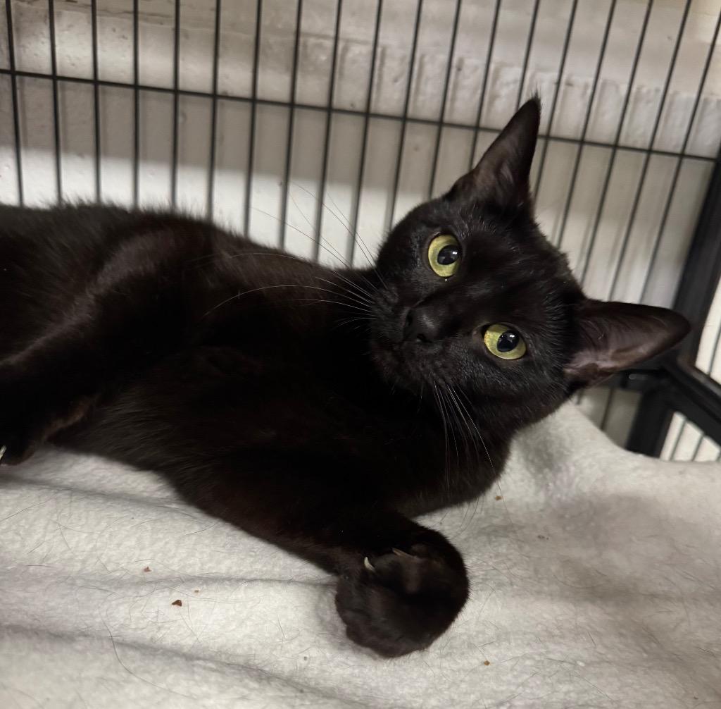 Enlarge Marry, a Adoptable mixed breed in St. Albans, VT image 2/2