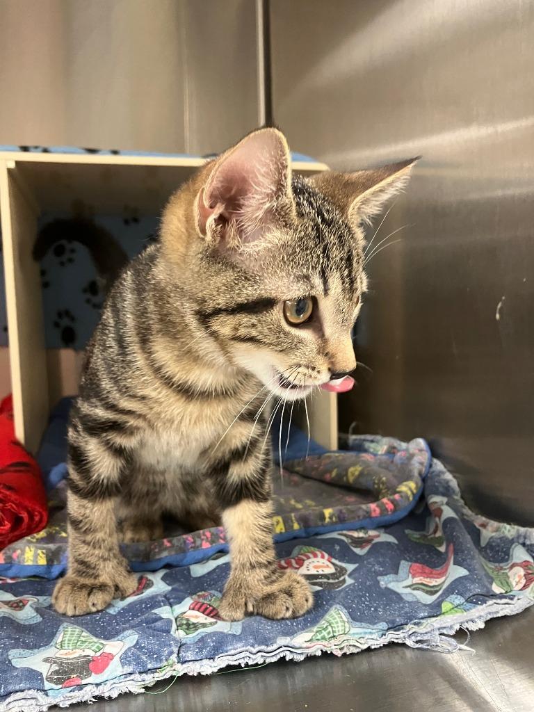 Big Foot, Adoptable, Kitten Male Domestic Short Hair.
