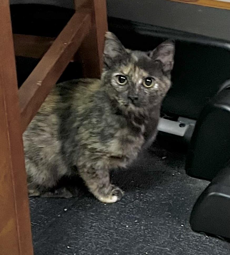Toffee, adopted, Kitten Female Domestic Short Hair.
