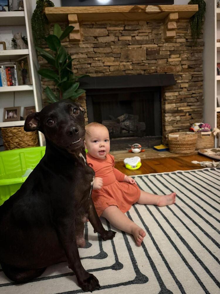 Maple, Adoptable, Young Female Mixed Breed.