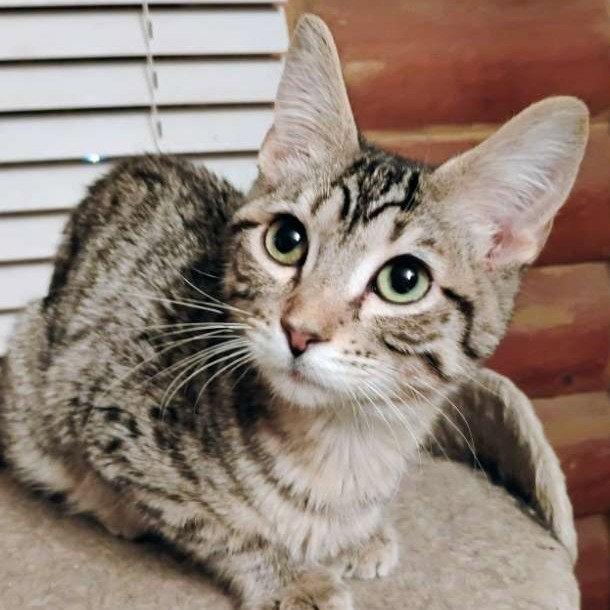 Mr. Bingley - AC Kitty!, Adoptable, Kitten Male Domestic Short Hair.