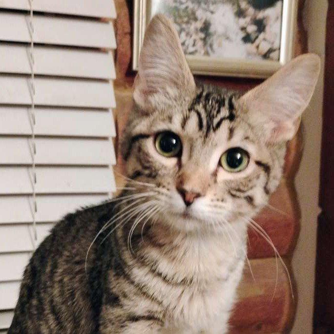 Mr. Bingley - AC Kitty!, a Adoptable Domestic Short Hair in Laramie, WY image 2/2